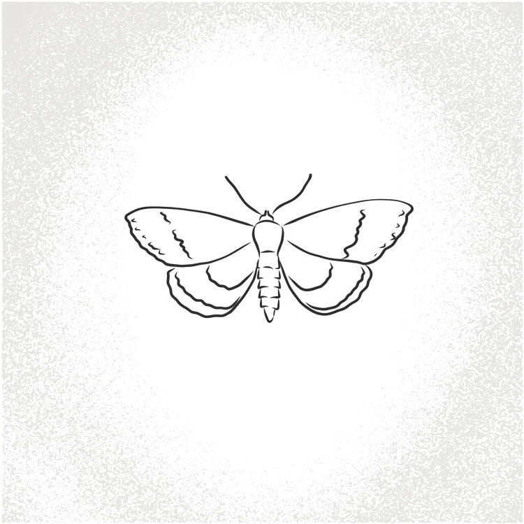 moth in vignette
